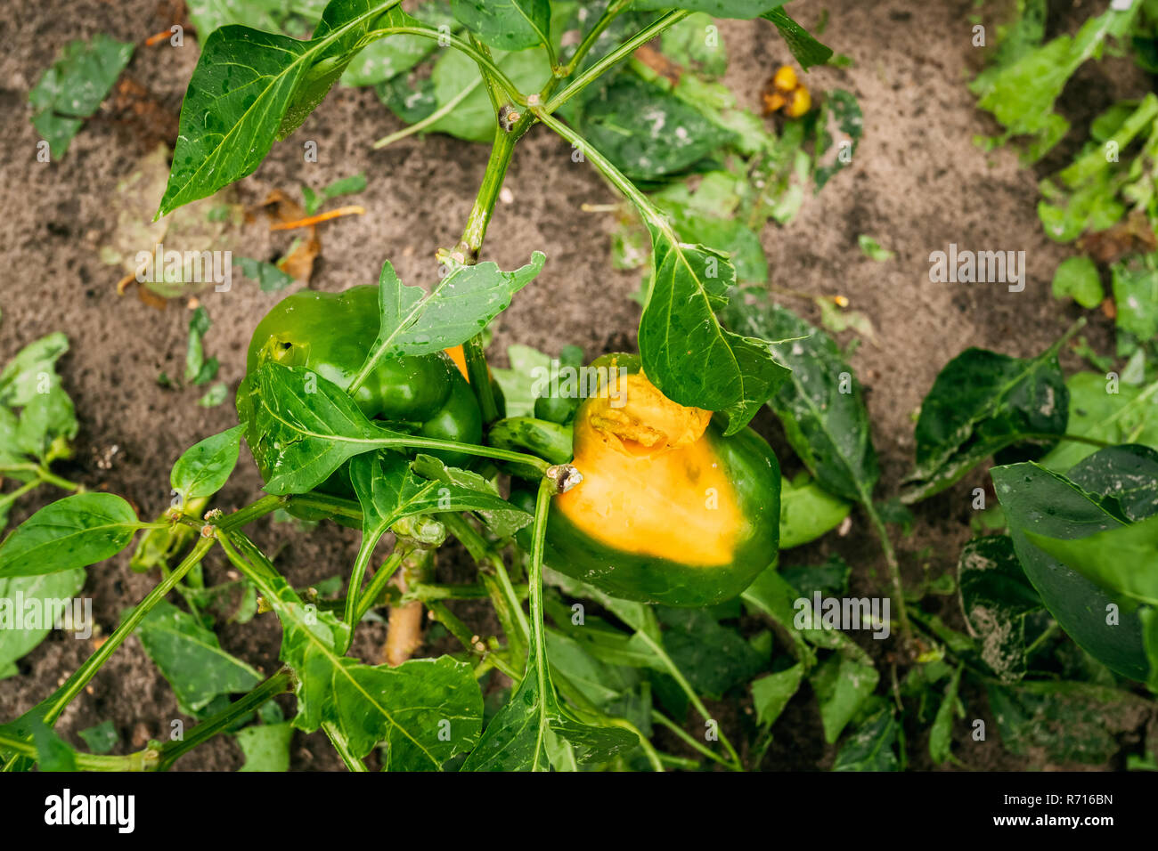 Conseguenze della grandine in un orto. Rotto peperoni verdure dopo una forte tempesta di grandine. Foto Stock