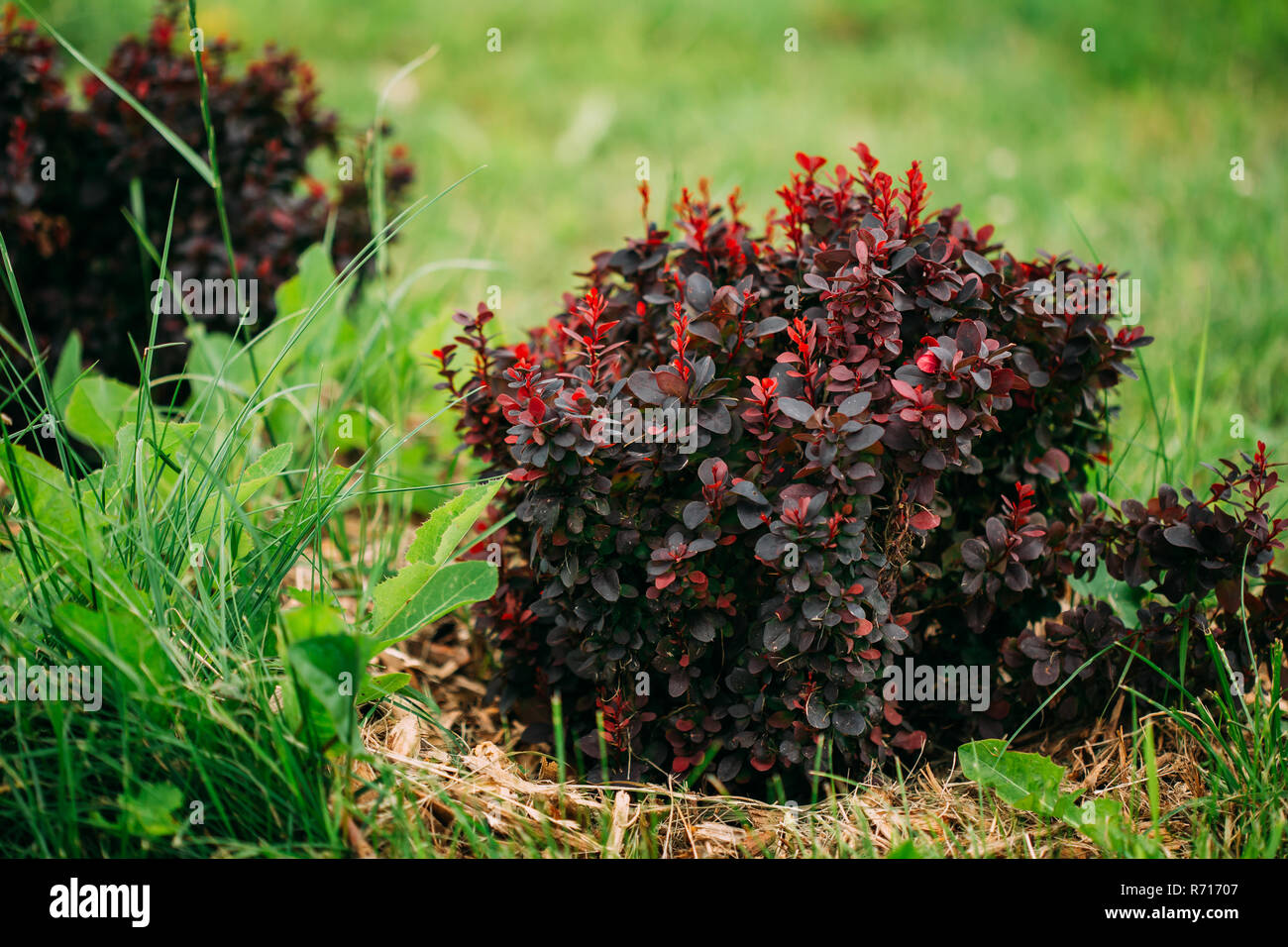 Boccola di Berberis Thunbergii, il giapponese di Crespino, Thunberg di Crespino, o rosso crespino. Fioritura delle piante nella famiglia di Crespino, Berberidaceae. Admir Foto Stock