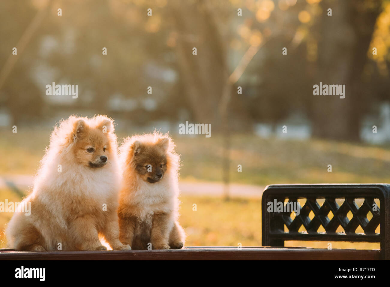 Due giovani Red cucciolo Spitz Pomerania cucciolo cani seduti su una panchina nel parco all'aperto. Foto Stock