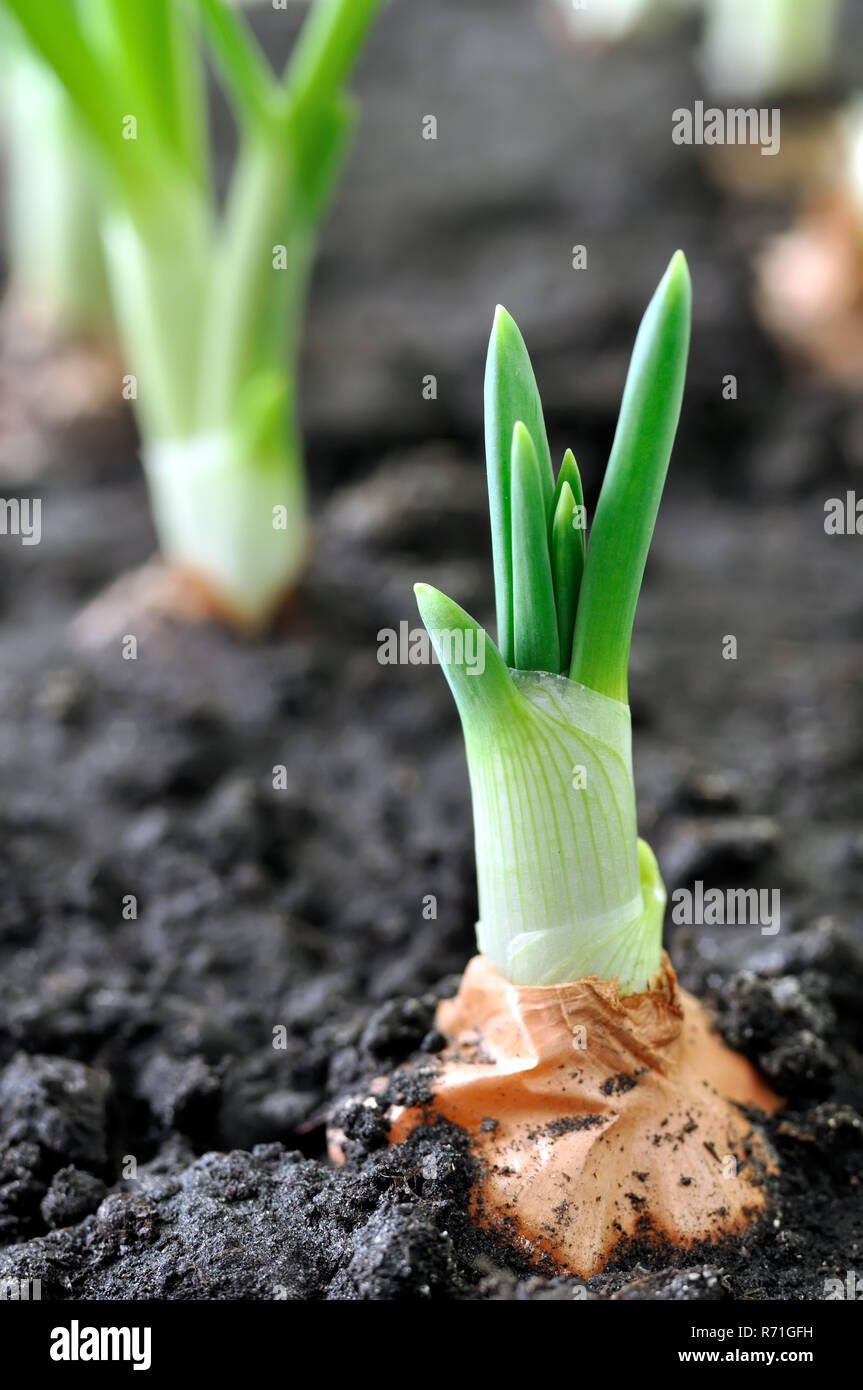 Close-up di crescente di cipolla verde nell'orto, composizione verticale Foto Stock