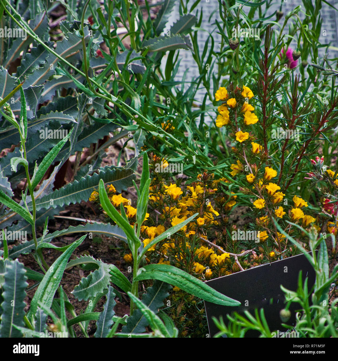 Hibbertia aurea - recentemente scoperto nativo impianto australiano Foto Stock