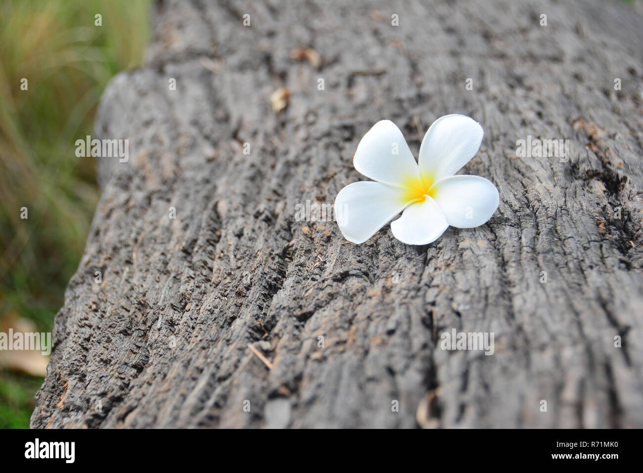Il bianco e il giallo Plumeria fiore sul registro di legno Foto Stock