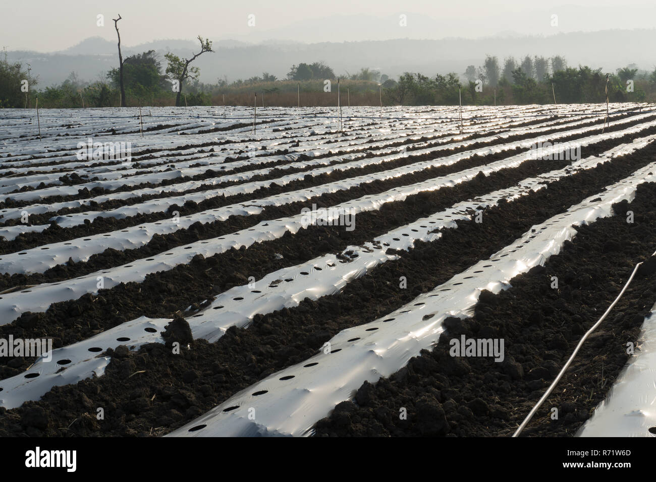 La pacciamatura plastica è un prodotto utilizzato in un modo simile al telone, per eliminare le erbe infestanti e risparmiare acqua nella produzione di raccolto e il paesaggio. Foto Stock