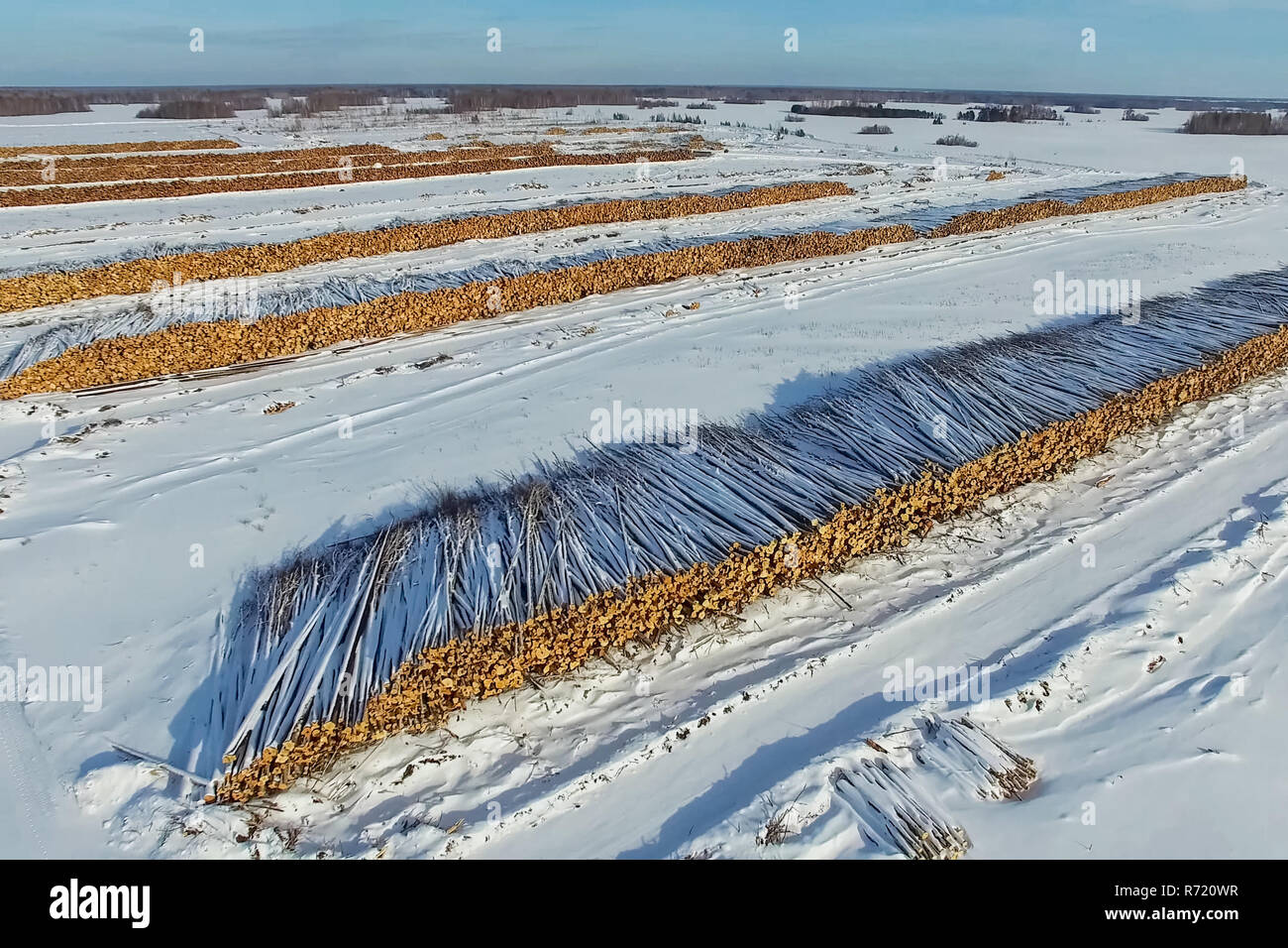 La alberi abbattuti giacciono sotto il cielo aperto. La deforestazione in Russia. La distruzione delle foreste in Siberia. Raccolta di legno Foto Stock