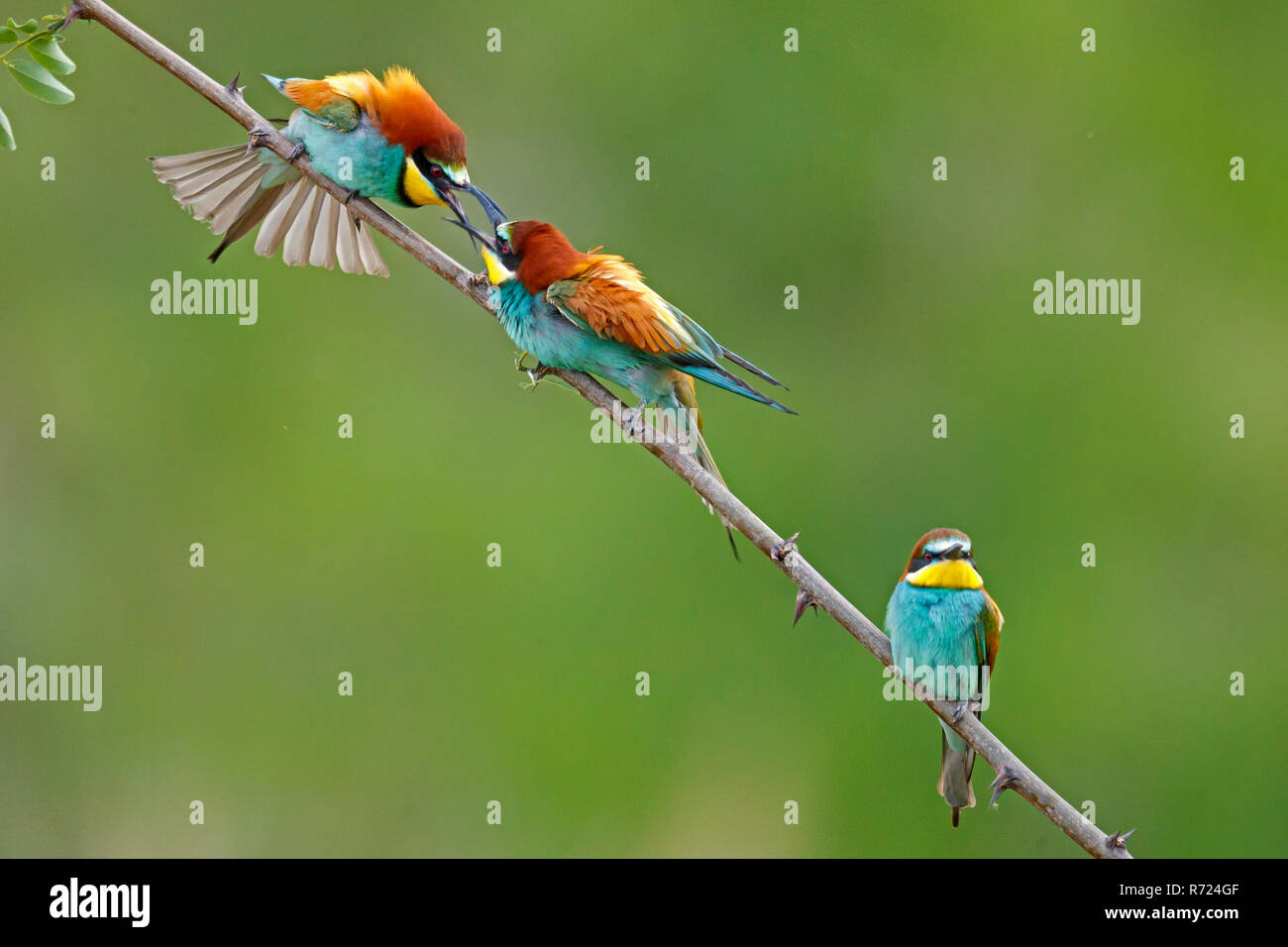 Gruccione (Merops apiaster) in azione, la fauna selvatica, Germania Foto Stock