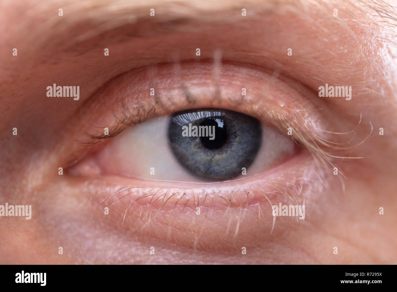 Immagine macro di un uomo di Blue Eye Foto Stock