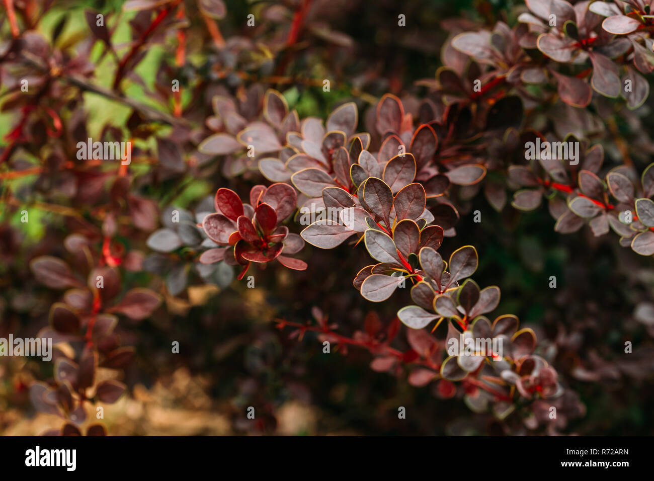 Foglie di colore viola sulla boccola di Berberis Thunbergii, il giapponese di Crespino, Thunberg di Crespino, o rosso crespino. Fioritura delle piante nella famiglia di Crespino, Ber Foto Stock