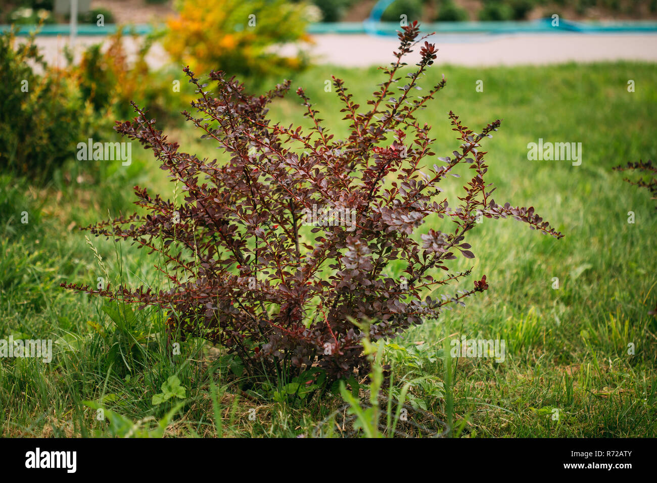 Boccola di Berberis Thunbergii, il giapponese di Crespino, Thunberg di Crespino, o rosso crespino. Fioritura delle piante nella famiglia di Crespino, Berberidaceae. Conco Foto Stock