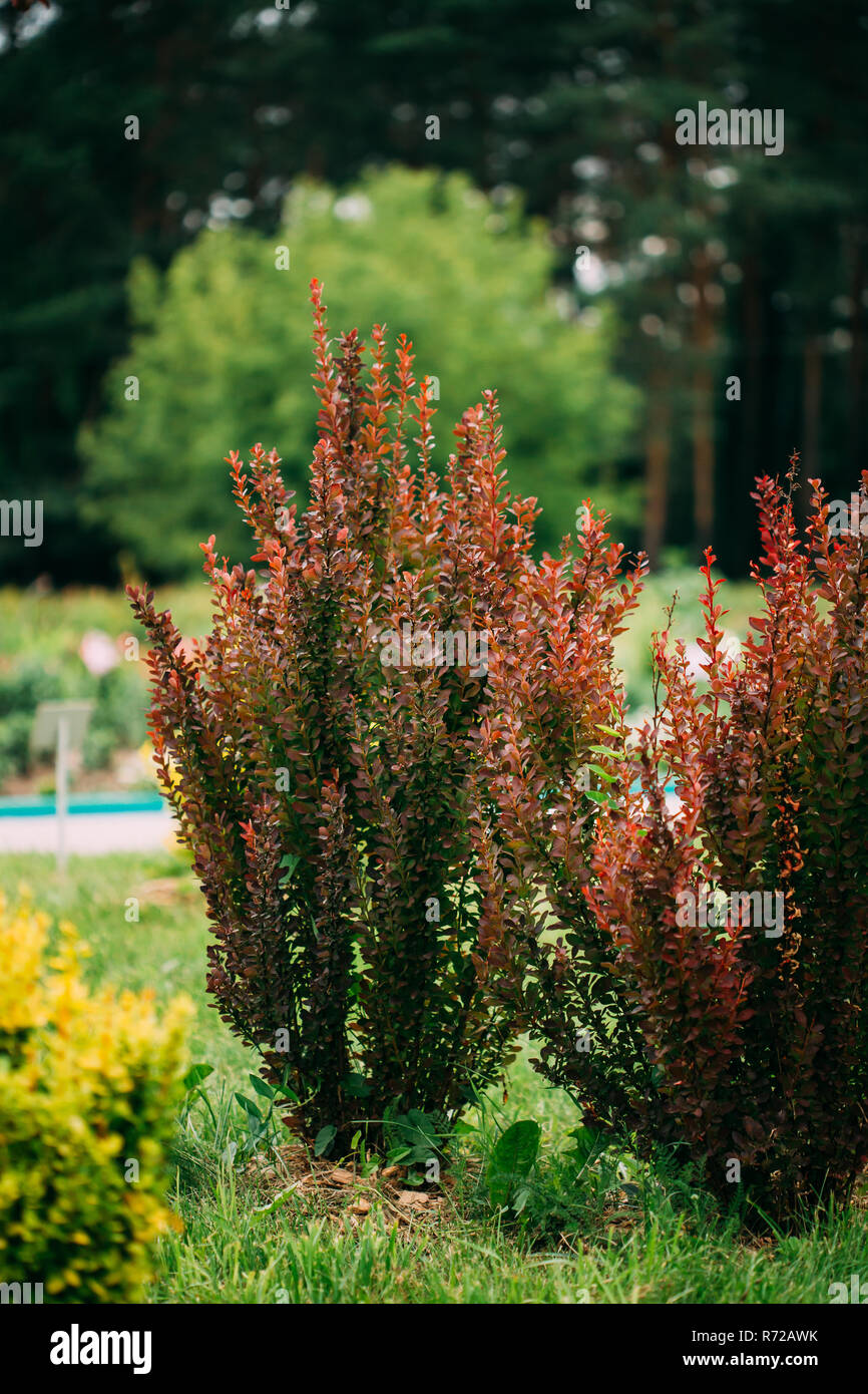 Boccola di Berberis Thunbergii, il giapponese di Crespino, Thunberg di Crespino, o rosso crespino. Fioritura delle piante nella famiglia di Crespino, Berberidaceae. Rosso R Foto Stock