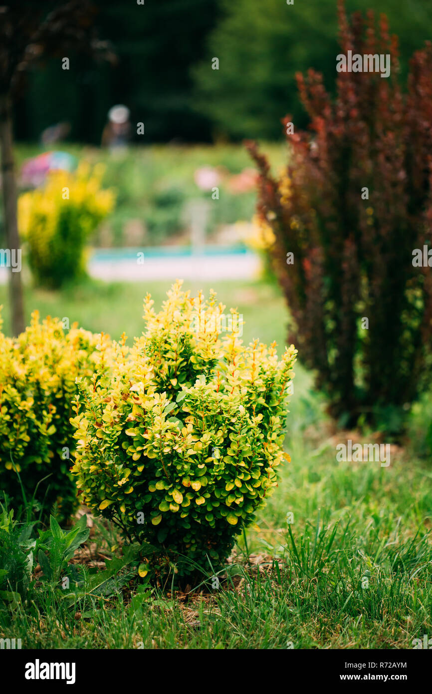 Boccola di Berberis Thunbergii, il giapponese di Crespino, Thunberg di Crespino. Fioritura delle piante nella famiglia di Crespino, Berberidaceae. Golden Rocket Foto Stock