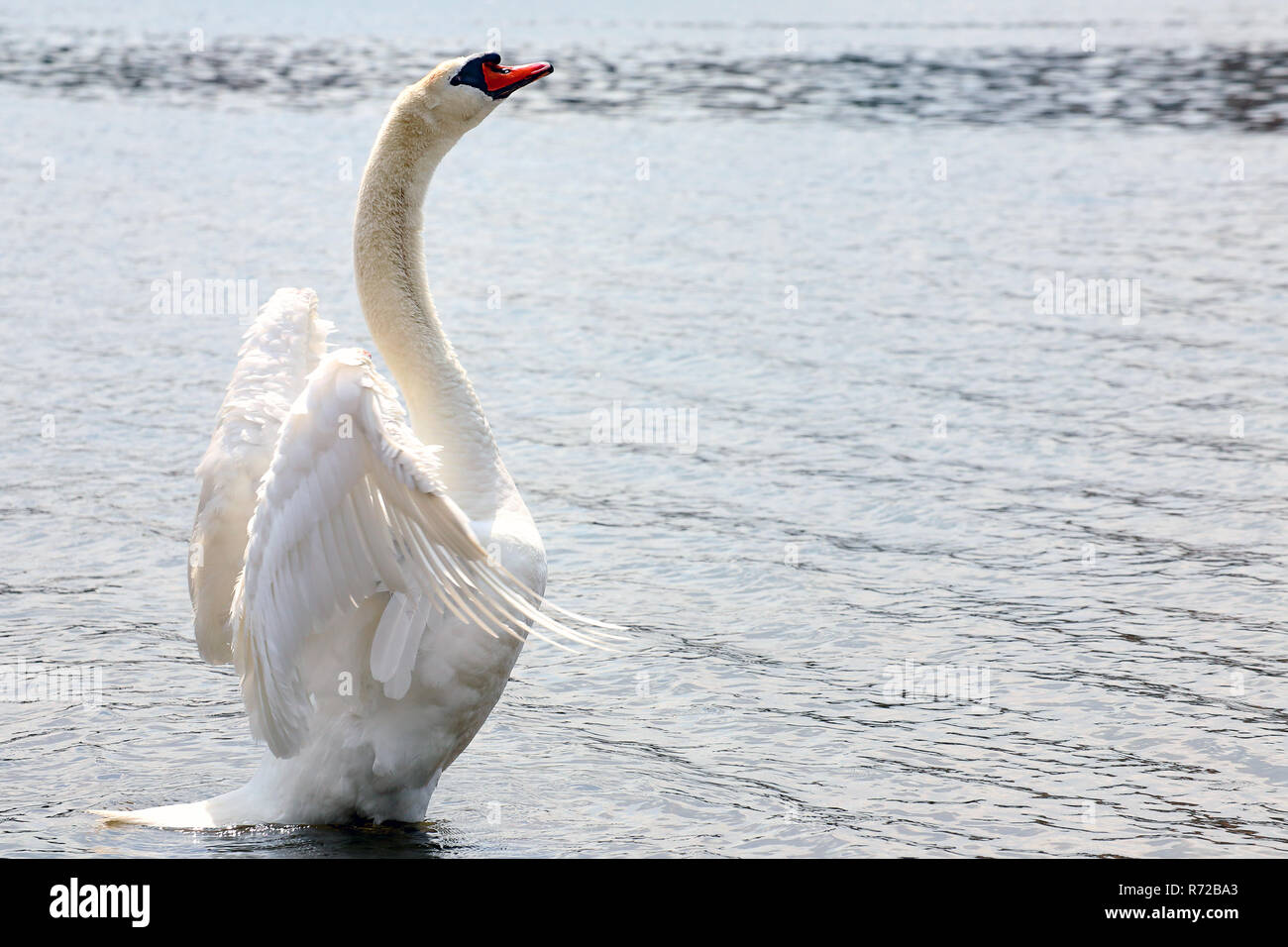 Comportamento di rappresentazione del Swan Cygnus olor Foto Stock