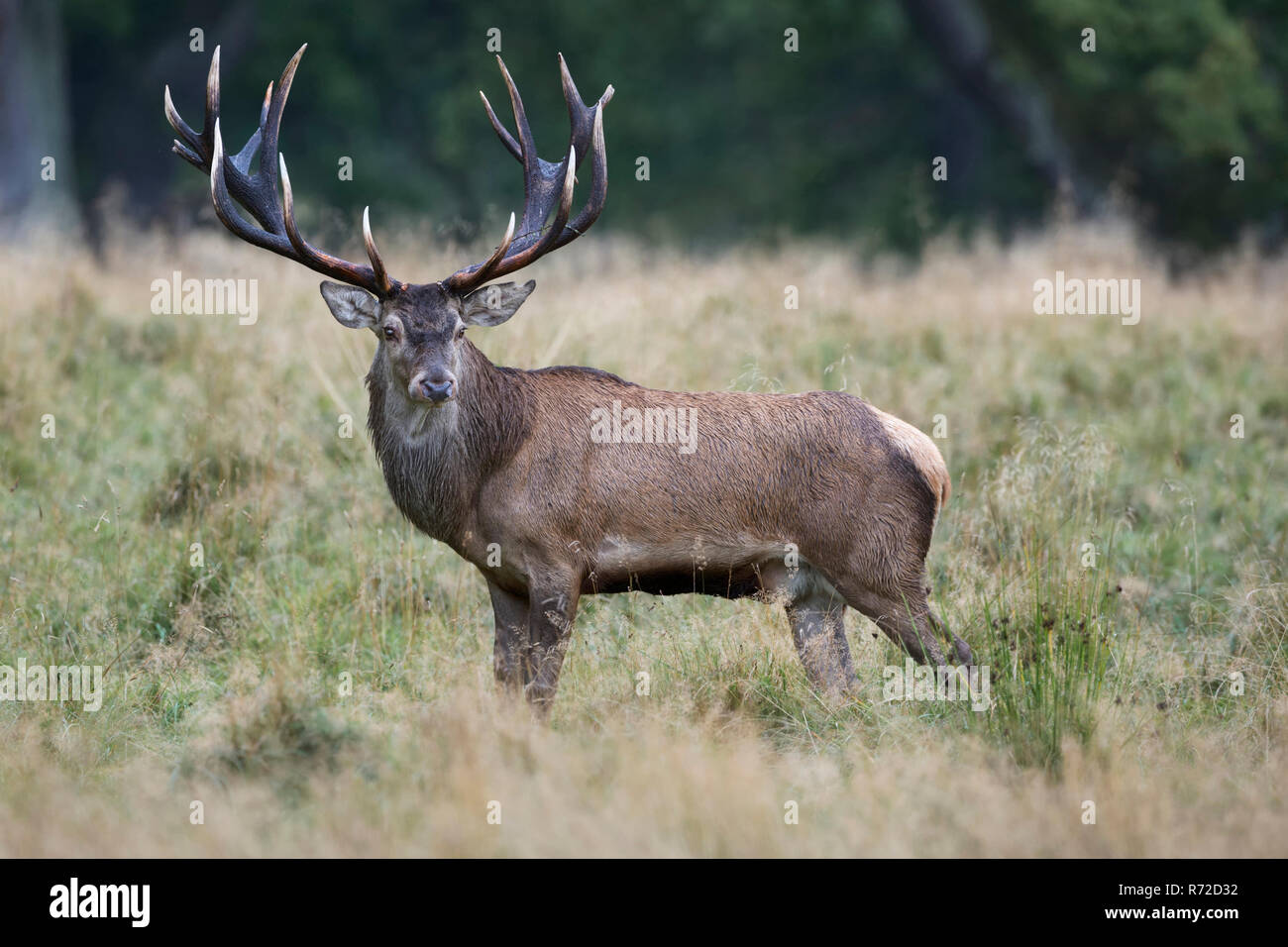 Red Deer / Rothirsch ( Cervus elaphus ), impressionante royal stag, in piedi su una radura nel bosco, guardando indietro, vista laterale, l'Europa. Foto Stock