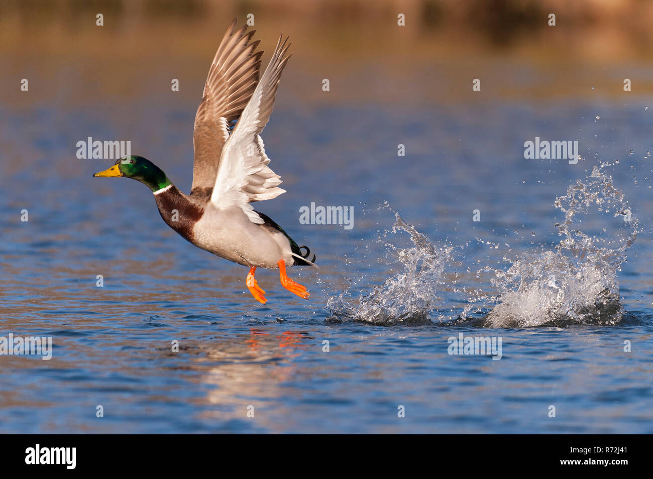 Il Germano Reale, drake, Bassa Sassonia, Germania, (Anas platyrhynchos) Foto Stock