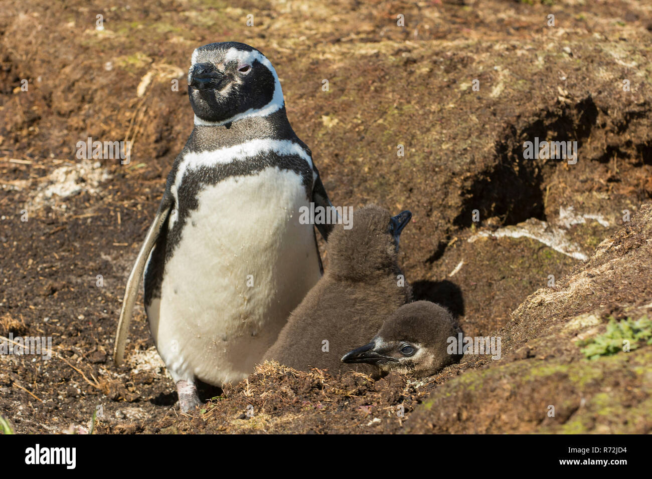 Punto di volontari, Isole Falkland, Regno Unito, Magellanic penguin con pulcini, (Spheniscus magellanicus) Foto Stock