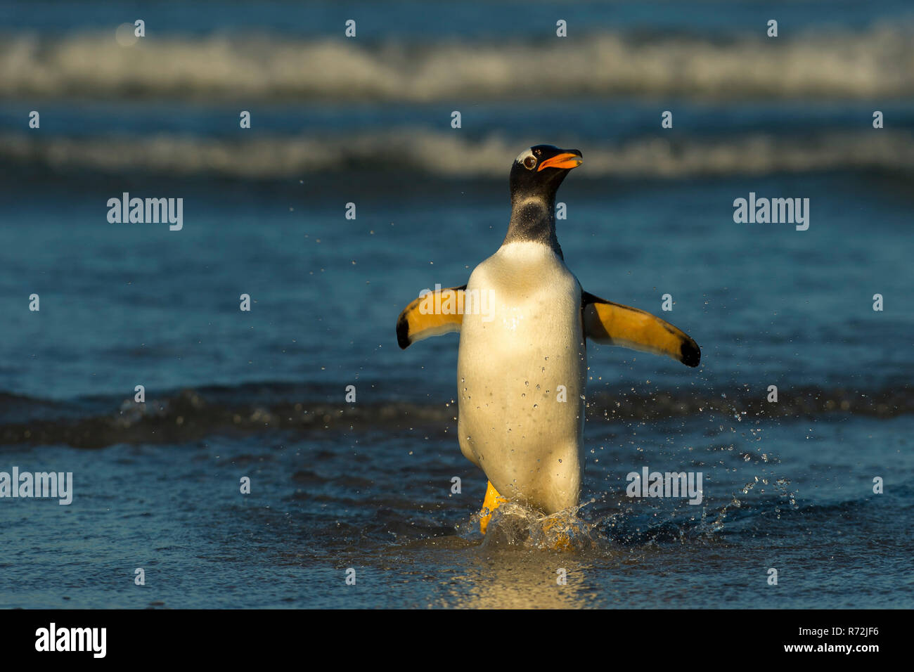 Punto di volontari, Isole Falkland, Regno Unito, Sud America, Gentoo Penguin, (Pygoscelis papua) Foto Stock