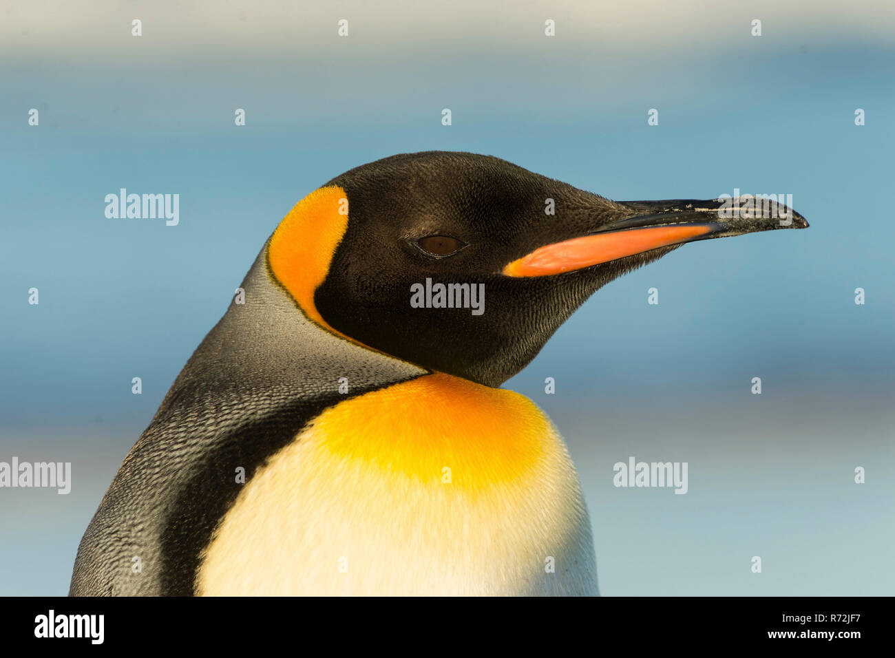 Punto di volontari, Isole Falkland, Regno Unito, Sud re pinguino, (Aptenodytes patagonicus) Foto Stock