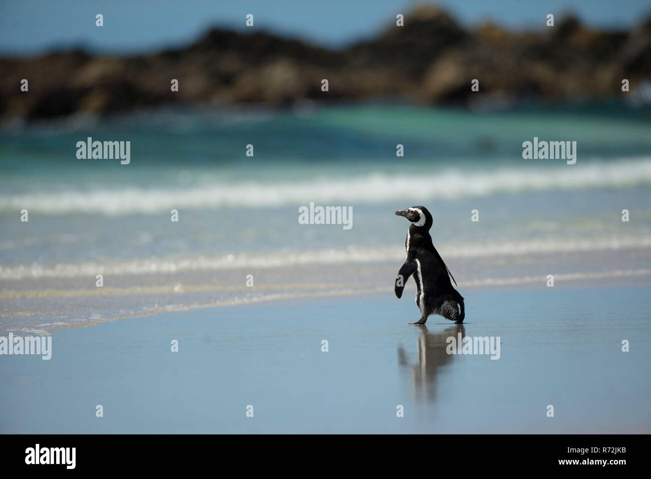 Punto di volontari, Isole Falkland, Regno Unito, Magellanic penguin, (Spheniscus magellanicus) Foto Stock