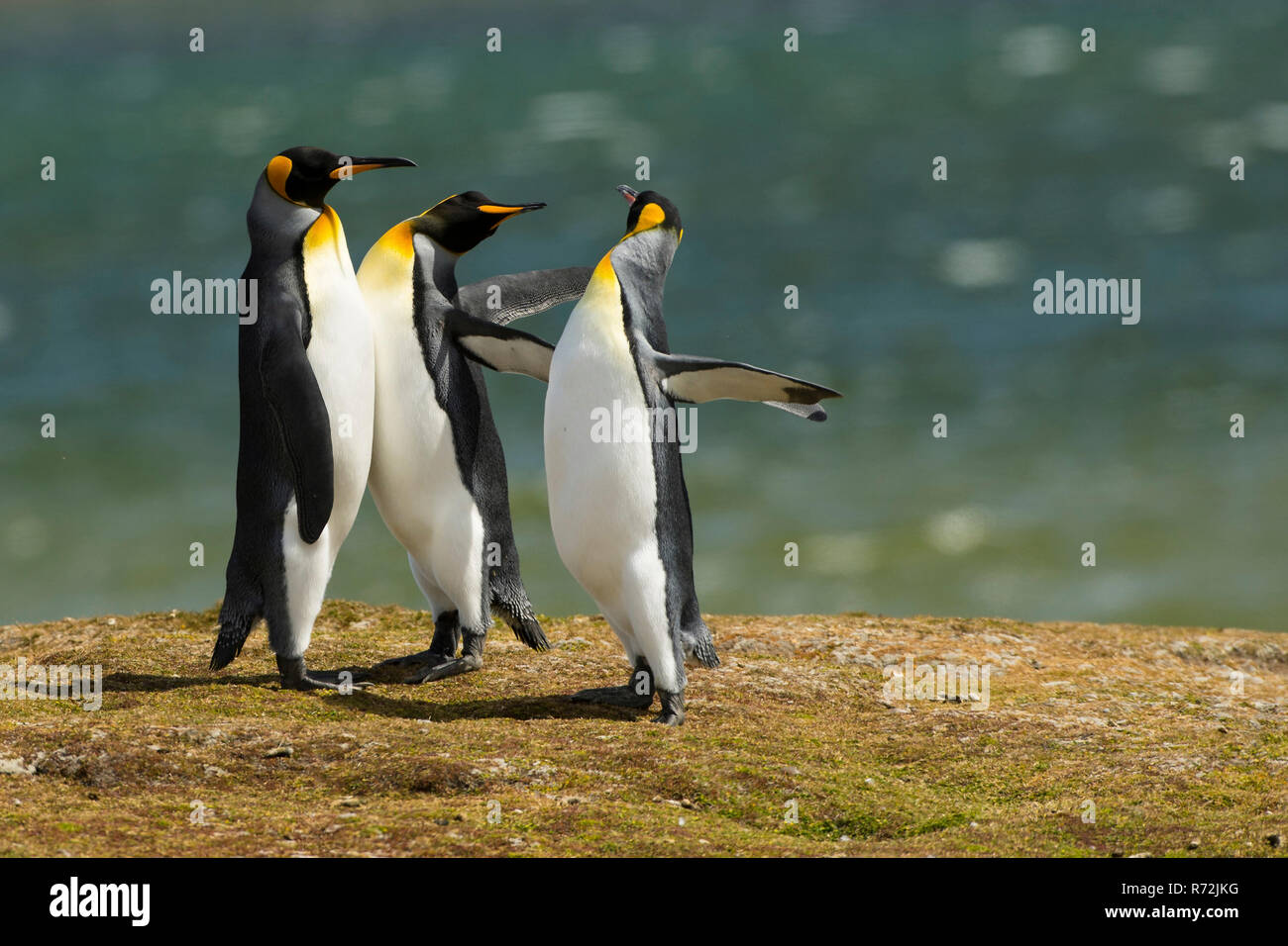 Punto di volontari, Isole Falkland, Regno Unito, Sud re pinguino, (Aptenodytes patagonicus) Foto Stock