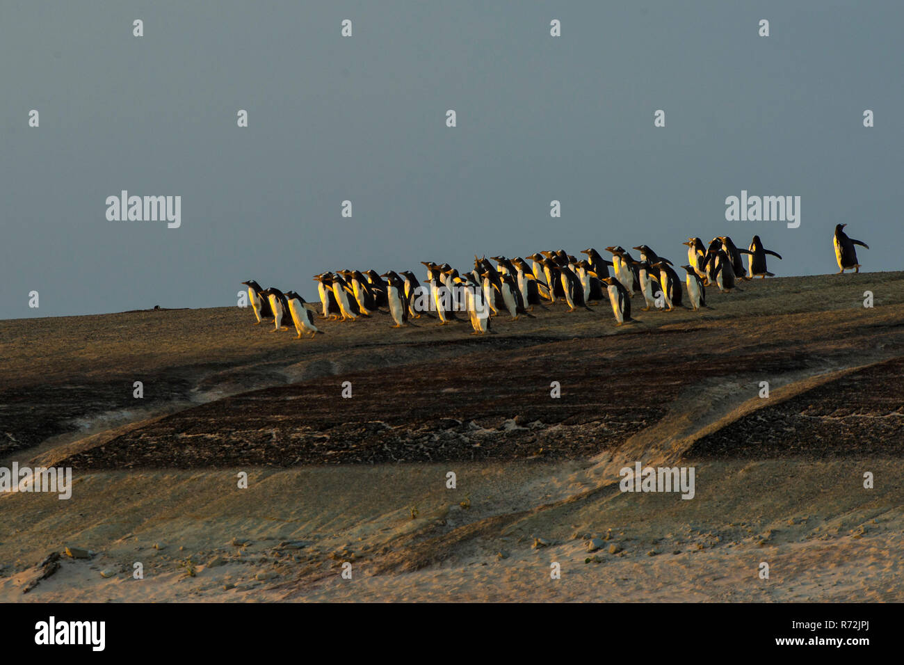 Punto di volontari, Isole Falkland, Regno Unito, Sud America, pinguini di Gentoo, (Pygoscelis papua) Foto Stock