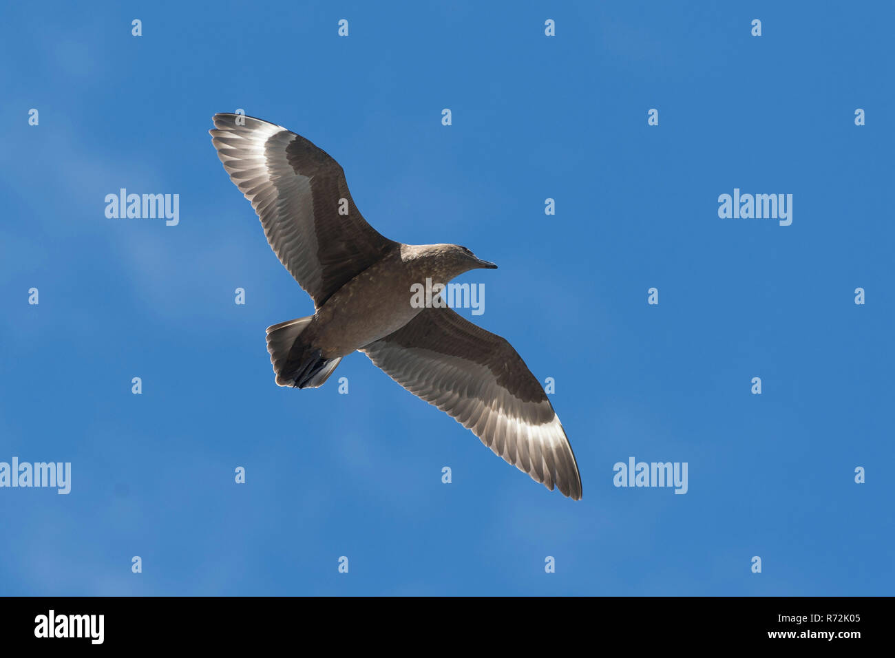 Sealion Isola, Isole Falkland, Regno Unito, sub antartiche, skua (Stercorarius antarcticus) Foto Stock