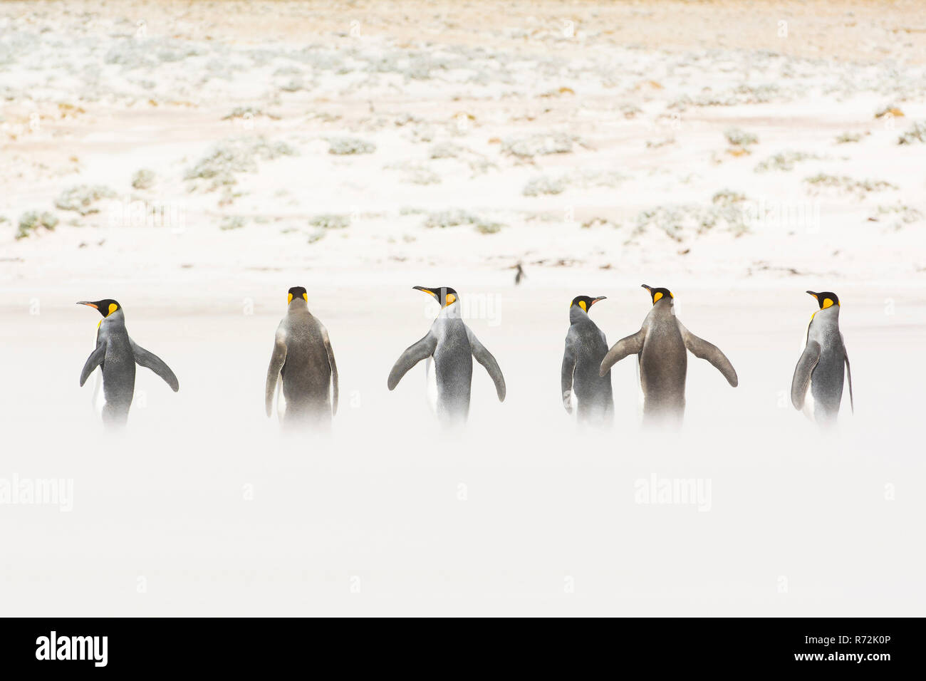 Punto di volontari, Isole Falkland, Regno Unito, Sud re pinguini, (Aptenodytes patagonicus) Foto Stock