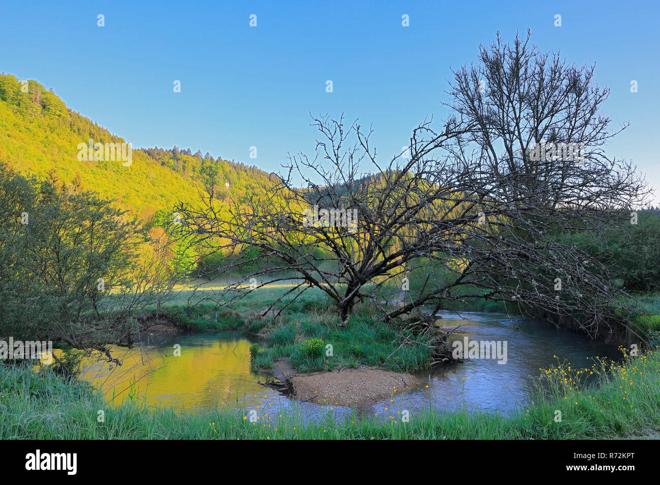 Baera, parco naturale Danubio superiore, Germania, Bõra, Bõrenthal Foto Stock