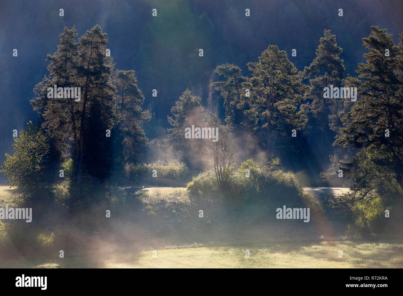 Alberi di pino, il parco naturale di Danubio superiore, Germania Foto Stock