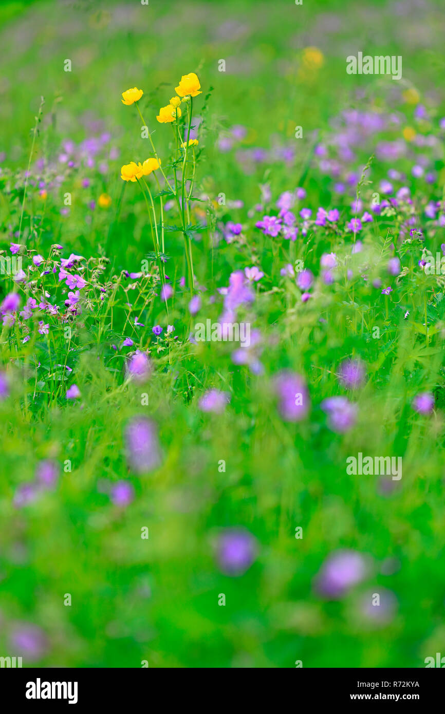 Globo-fiore, Irndorfer Hardt, Germania (Trollius europaeus) Foto Stock