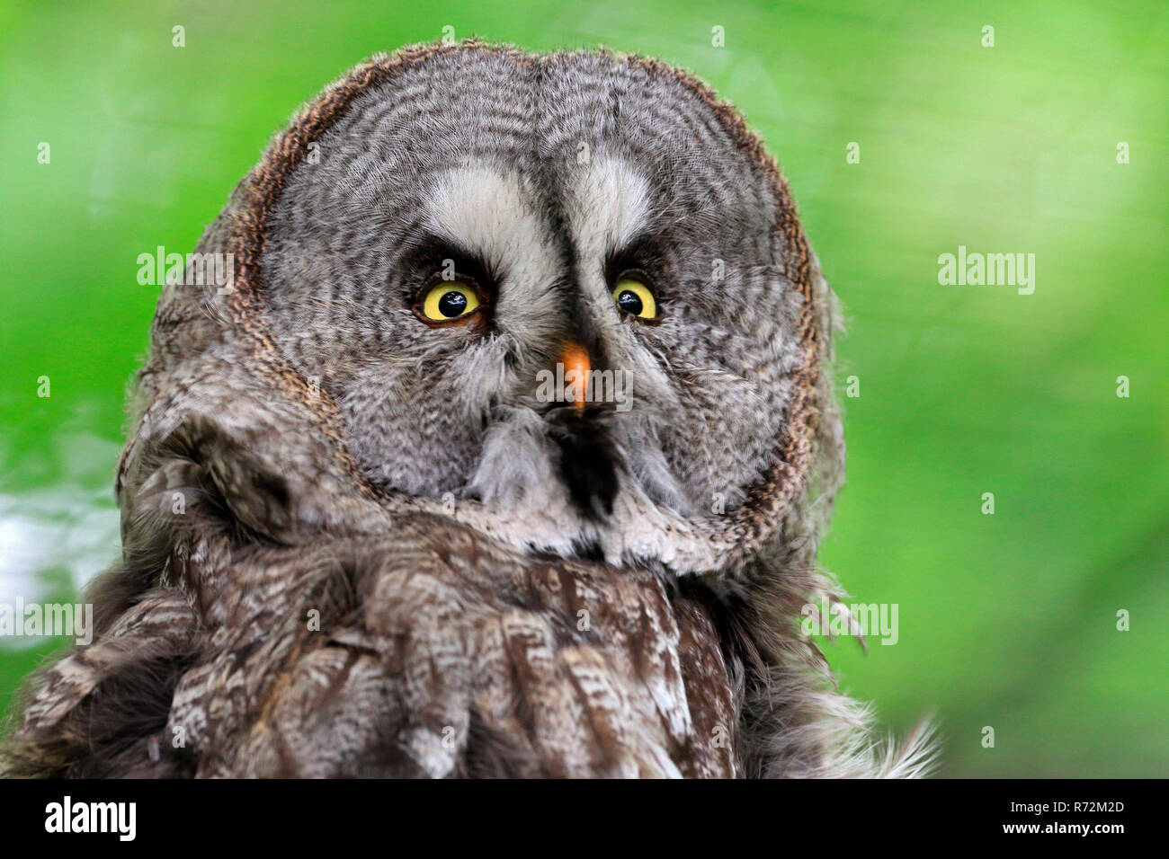 Grande gufo grigio, Germania (Strix nebulosa) Foto Stock