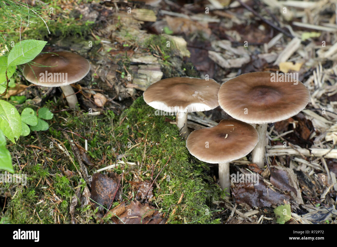 Pluteo cervinus, noto anche come pluteo atricapillus e comunemente noto come il cervo scudo o del cervo o fulvo fungo Foto Stock