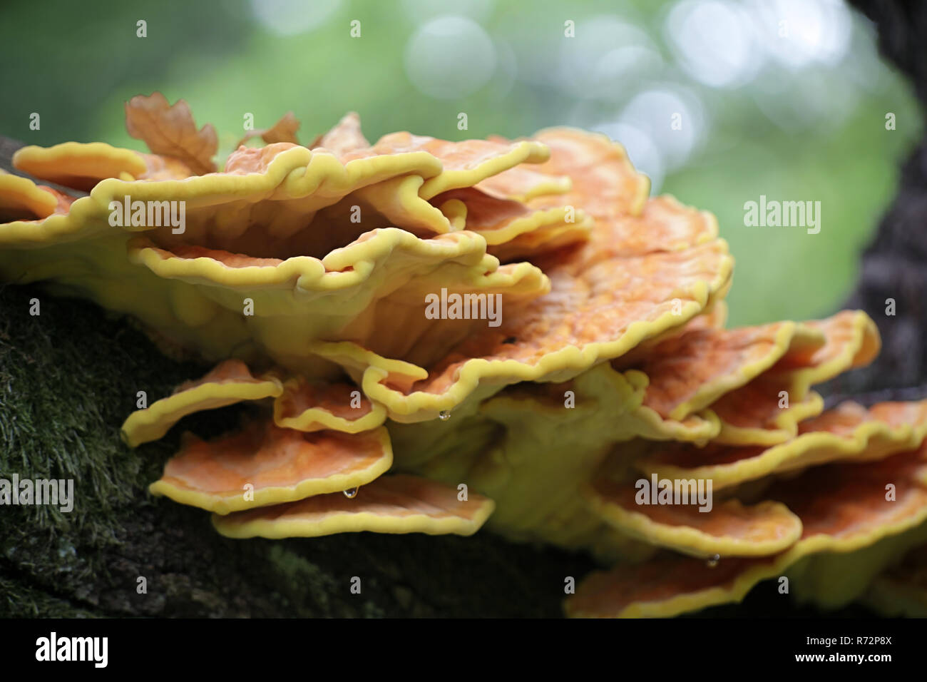 Crab-di-il-woods, chiamato anche polypore zolfo Zolfo scaffale e pollo-di-il-boschi Foto Stock