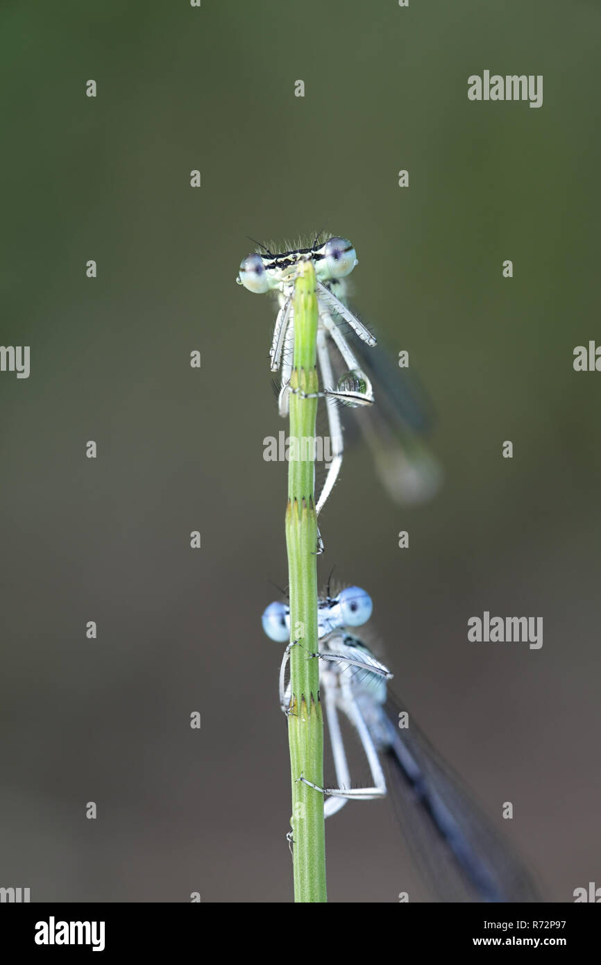 Blue featherleg, chiamato anche bianco-zampe, damselfly Platycnemis pennipes Foto Stock