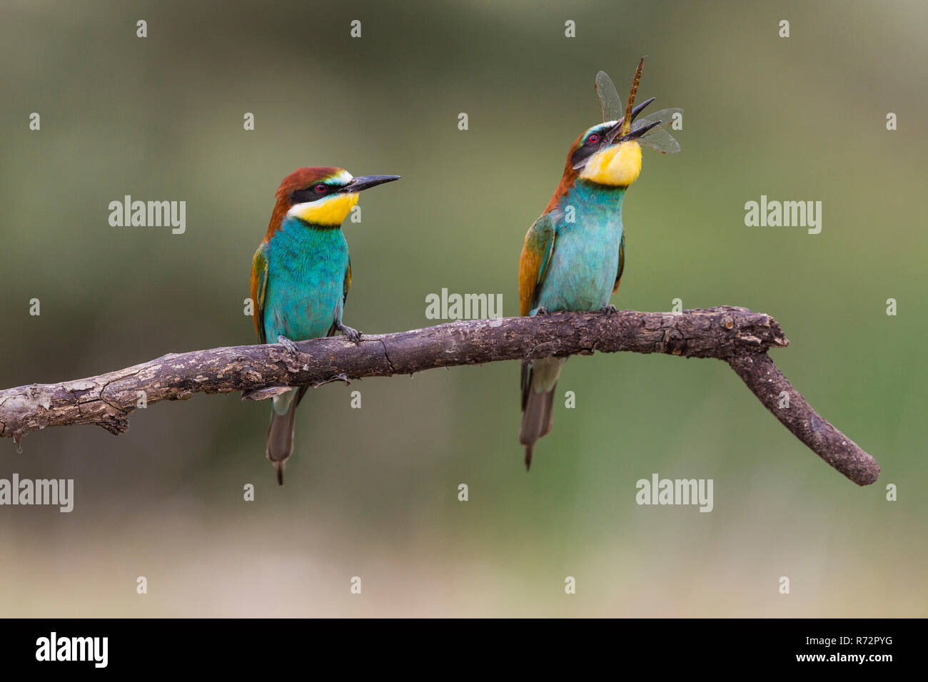 Gruccione, Romania, (Merops apiaster) Foto Stock