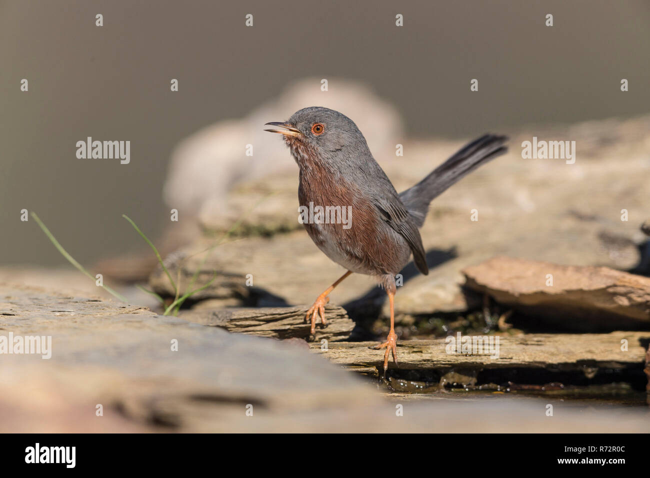 Dartford trillo, Spagna, (Sylvia undata) Foto Stock