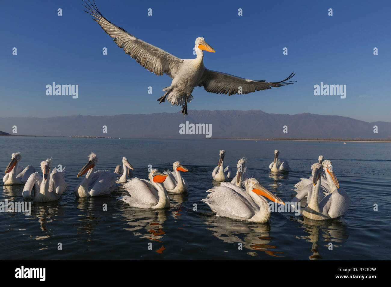 Pellicano dalmata, il lago di Kerkini, Grecia, (Pelecanus crispus) Foto Stock