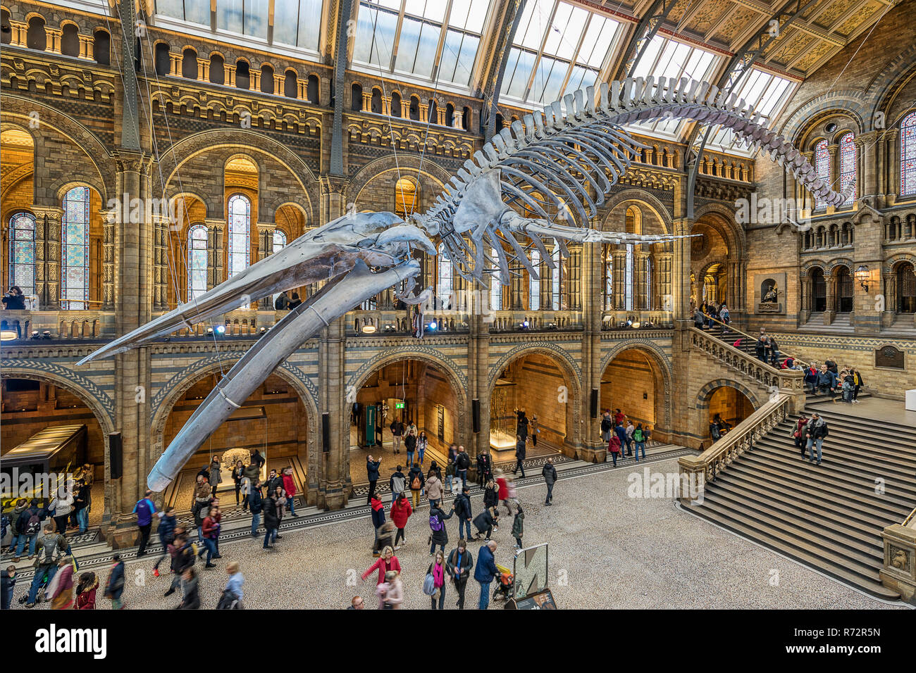 Museo di Storia Naturale di Londra Kensington Foto Stock
