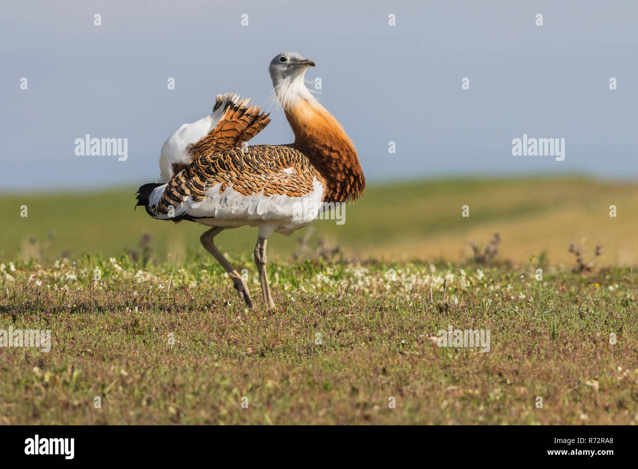 Grande bustard m, Spagna, (Otis tarda) Foto Stock