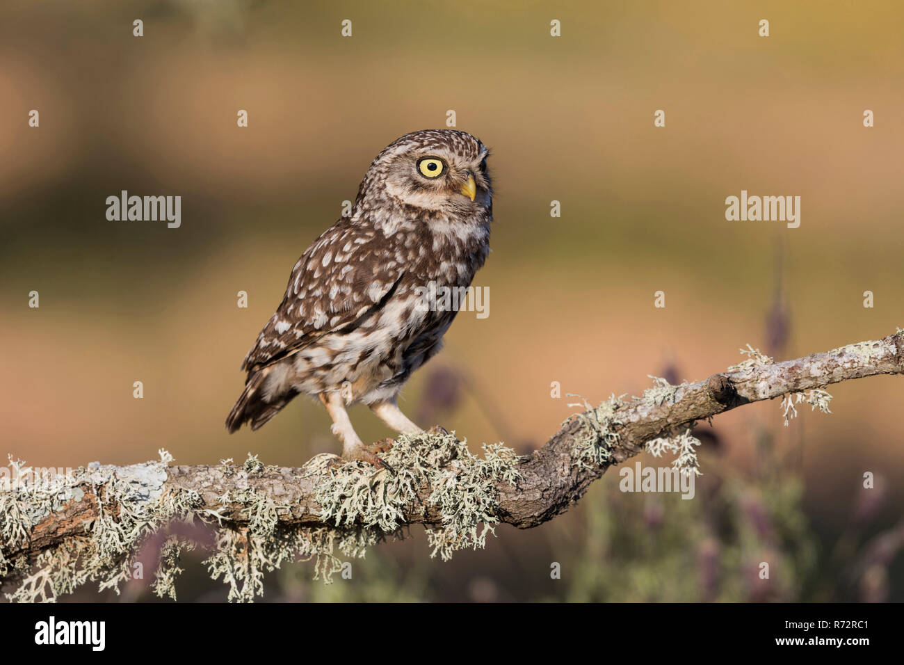 Piccolo gufo, Spagna, (Athene noctua) Foto Stock