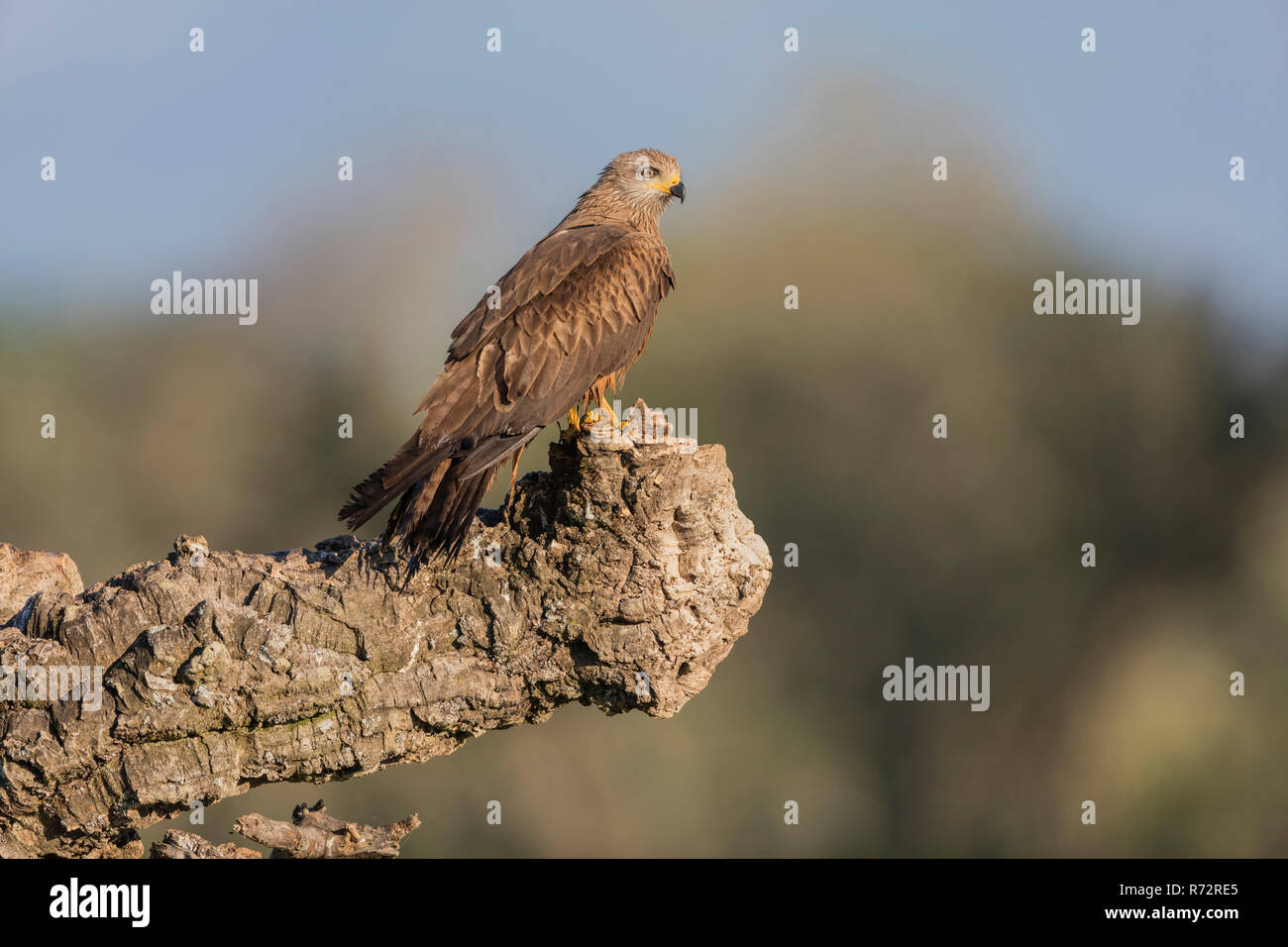 Nibbio, Spagna, (Milvus migrans) Foto Stock