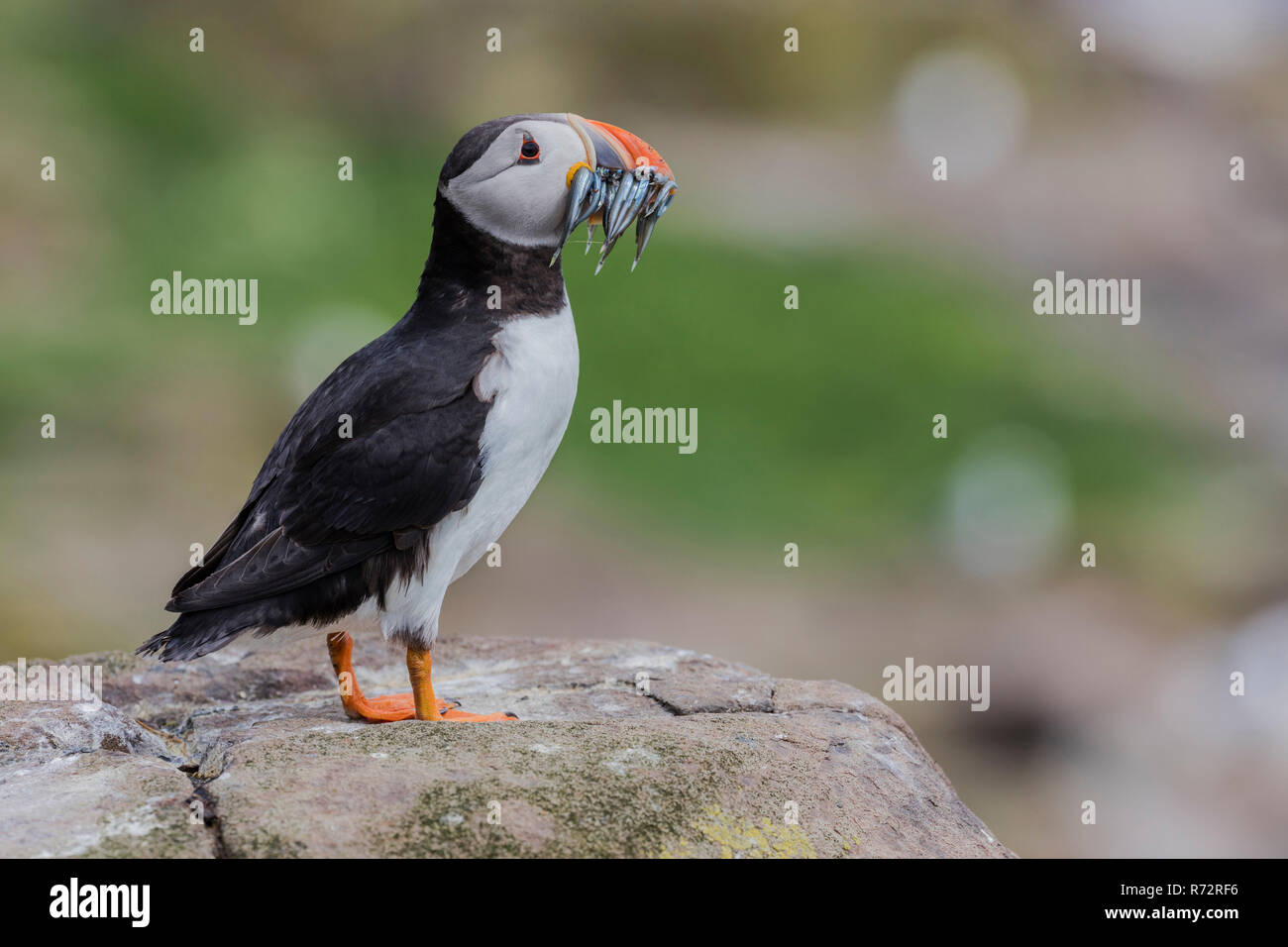 Puffin con pesce, GB, farne isole, (Fratercula arctica) Foto Stock