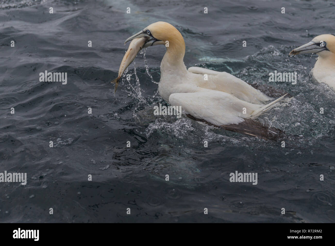 Sule alimentazione, Shetland, Noss testa, (Morus bassanus) Foto Stock