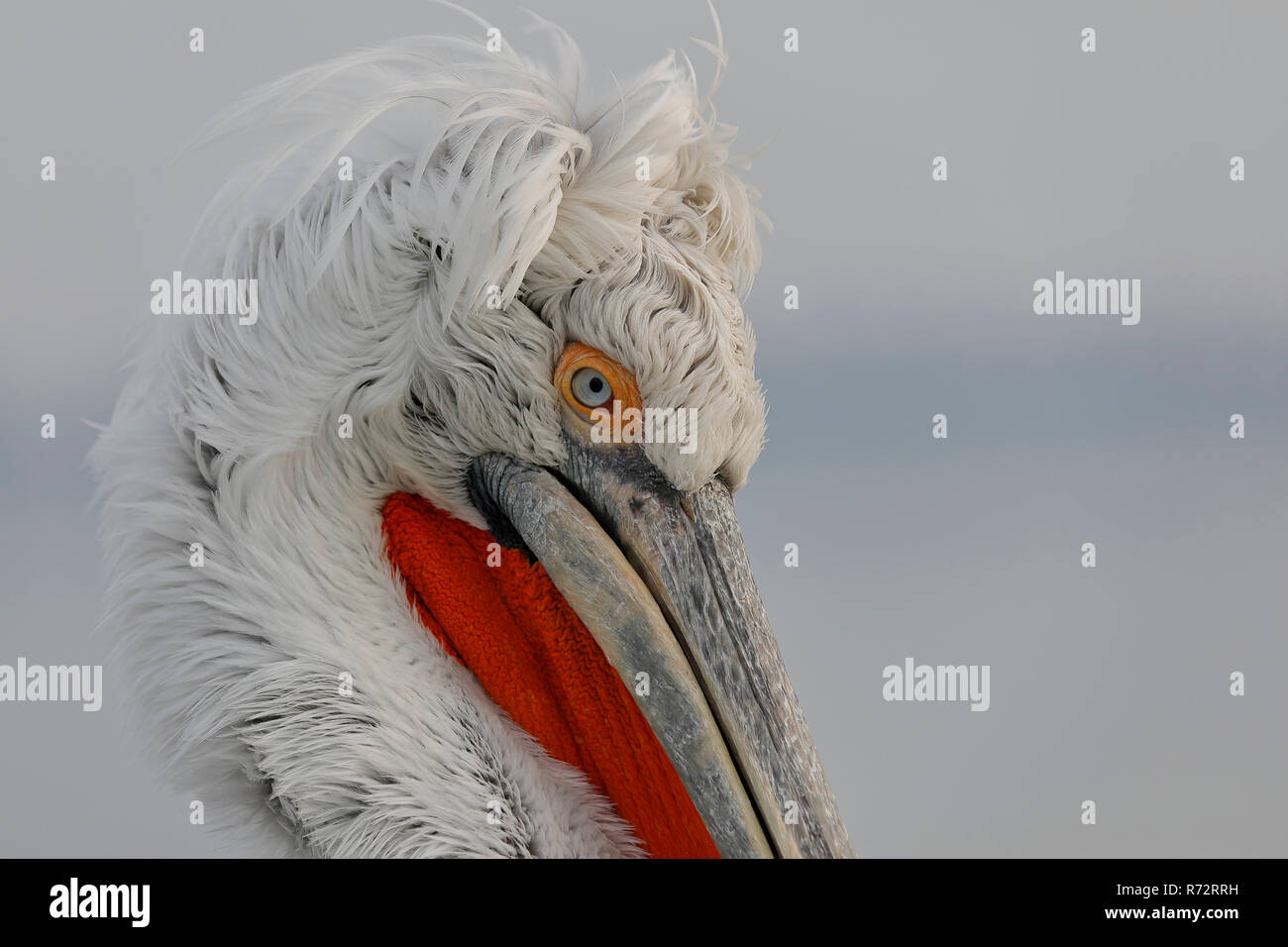 Pellicano dalmata, il lago di Kerkini, Grecia, (Pelecanus crispus) Foto Stock