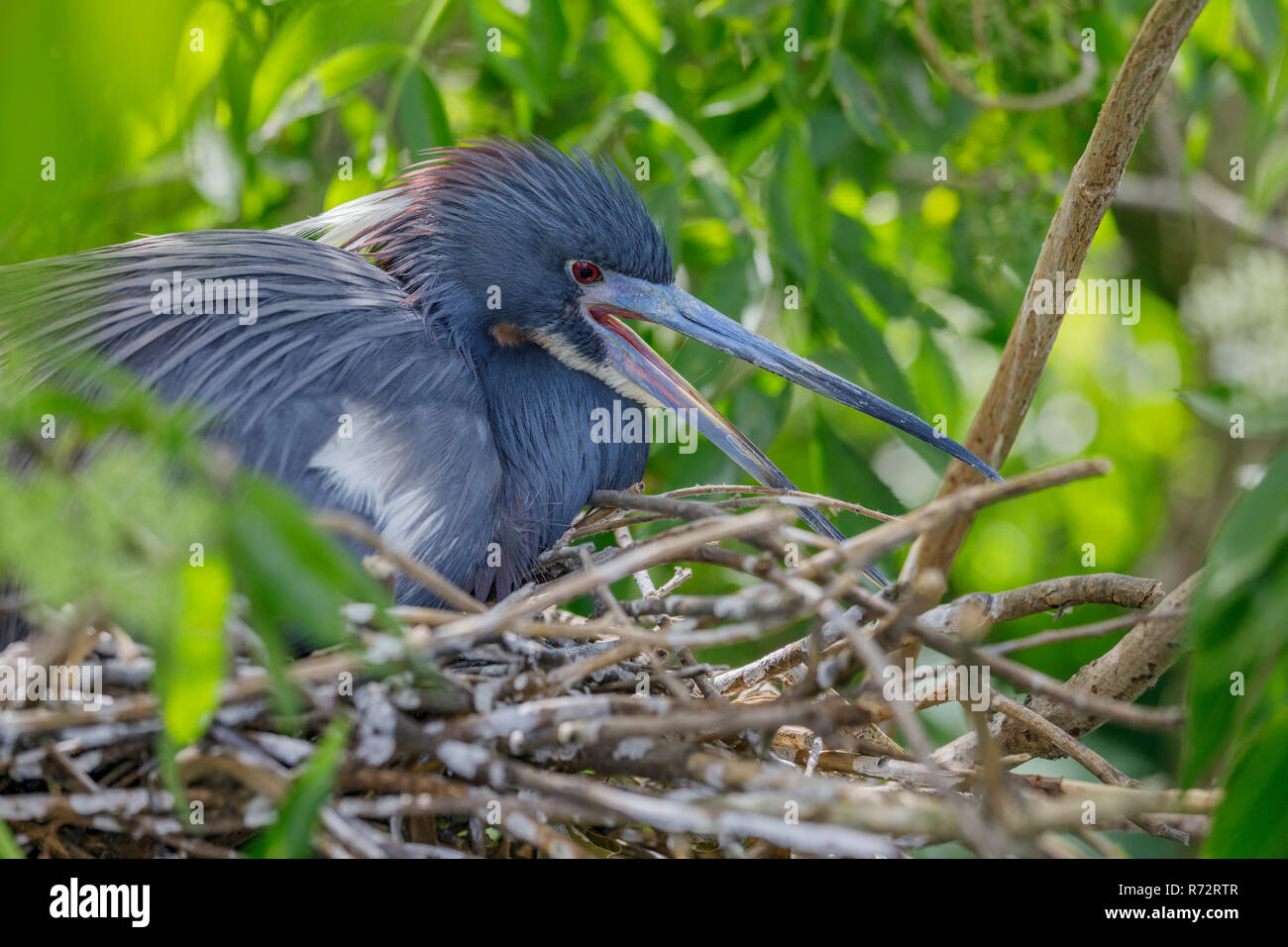 Airone tricolore, Florida, (Egretta tricolore) Foto Stock