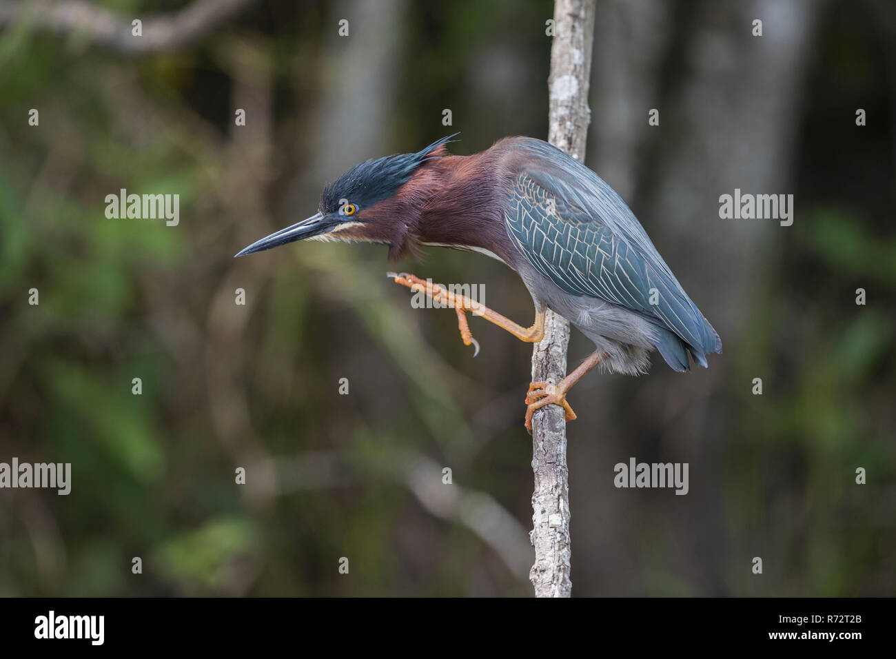 Green backed heron, Florida, (Butorides striata) Foto Stock