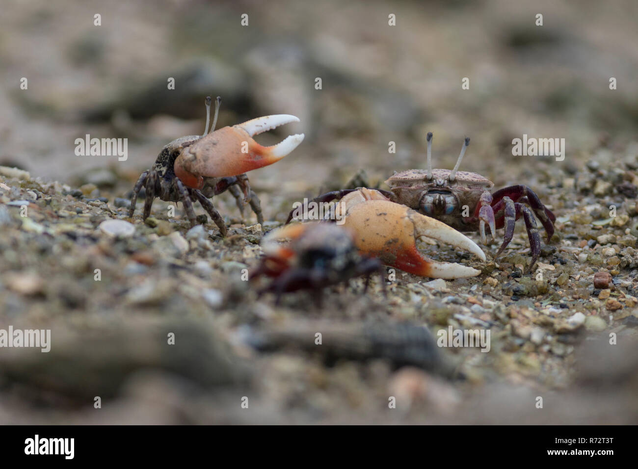 Fiddler crab, Isole Seicelle, (Uca chlorophthalmus) Foto Stock