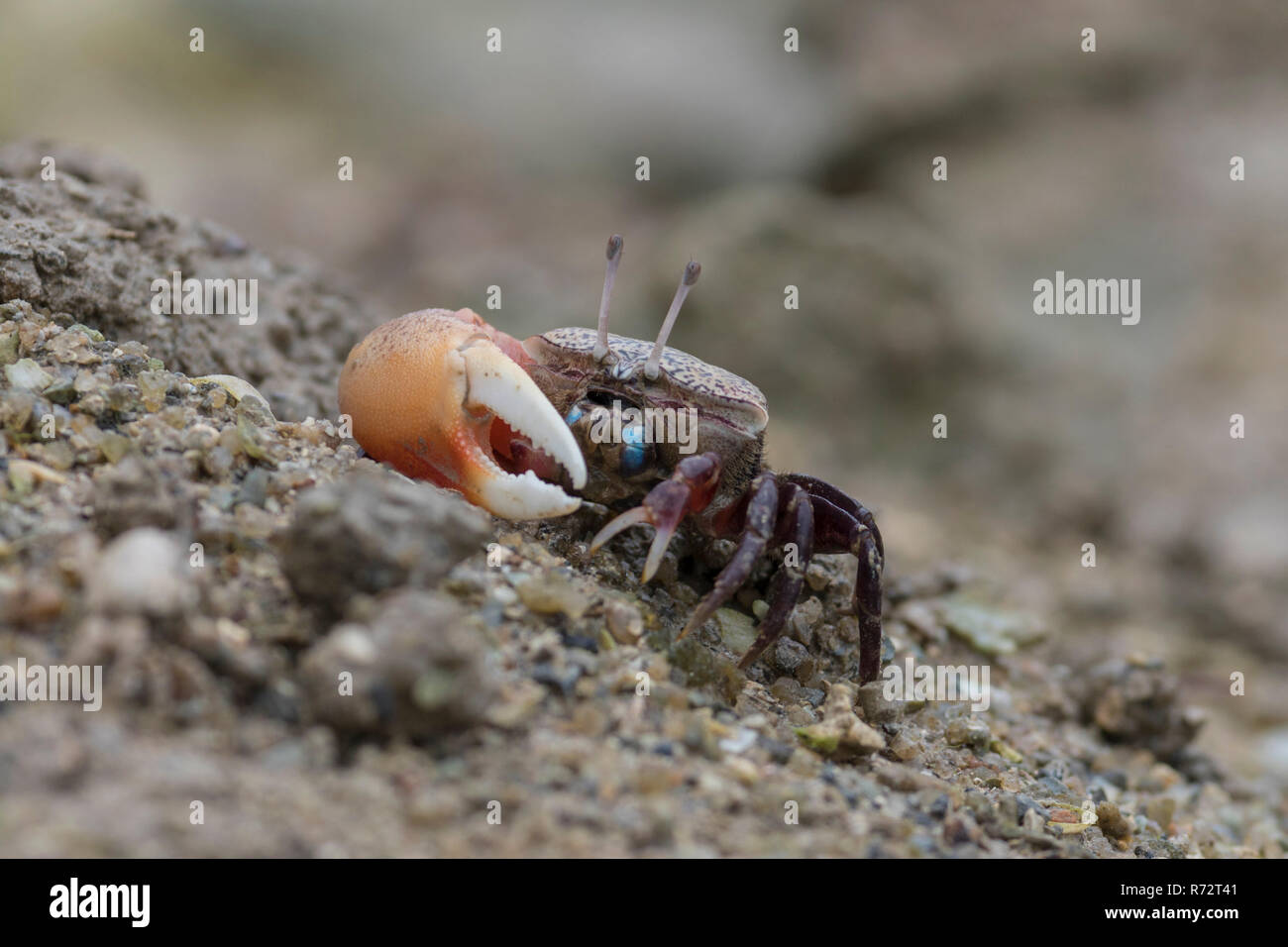 Fiddler crab, Isole Seicelle, (Uca chlorophthalmus) Foto Stock