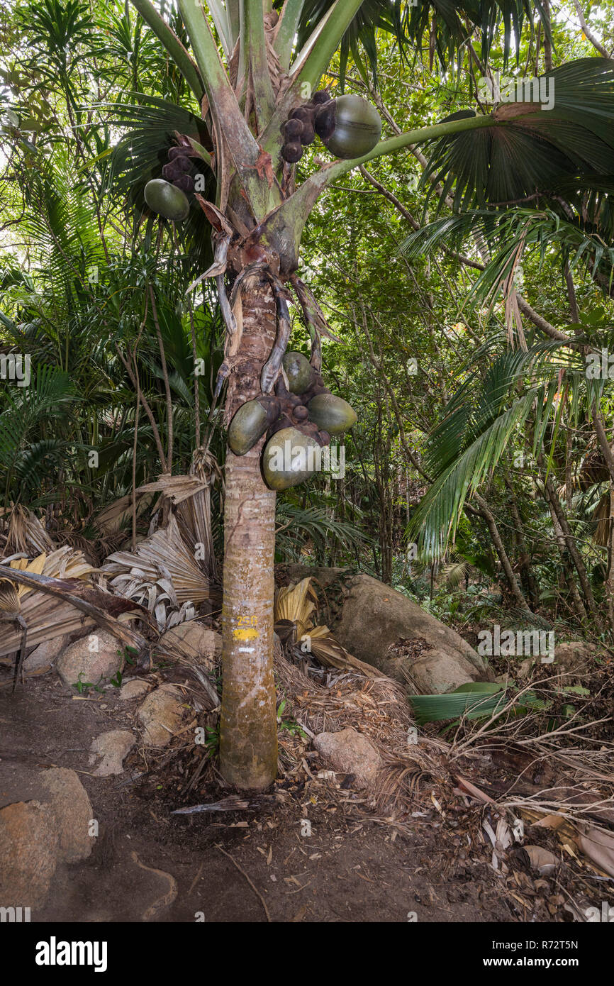 Femmina di Coco de Mer Palm, Praslin, Seychelles, (Lodoicea maldivica) Foto Stock