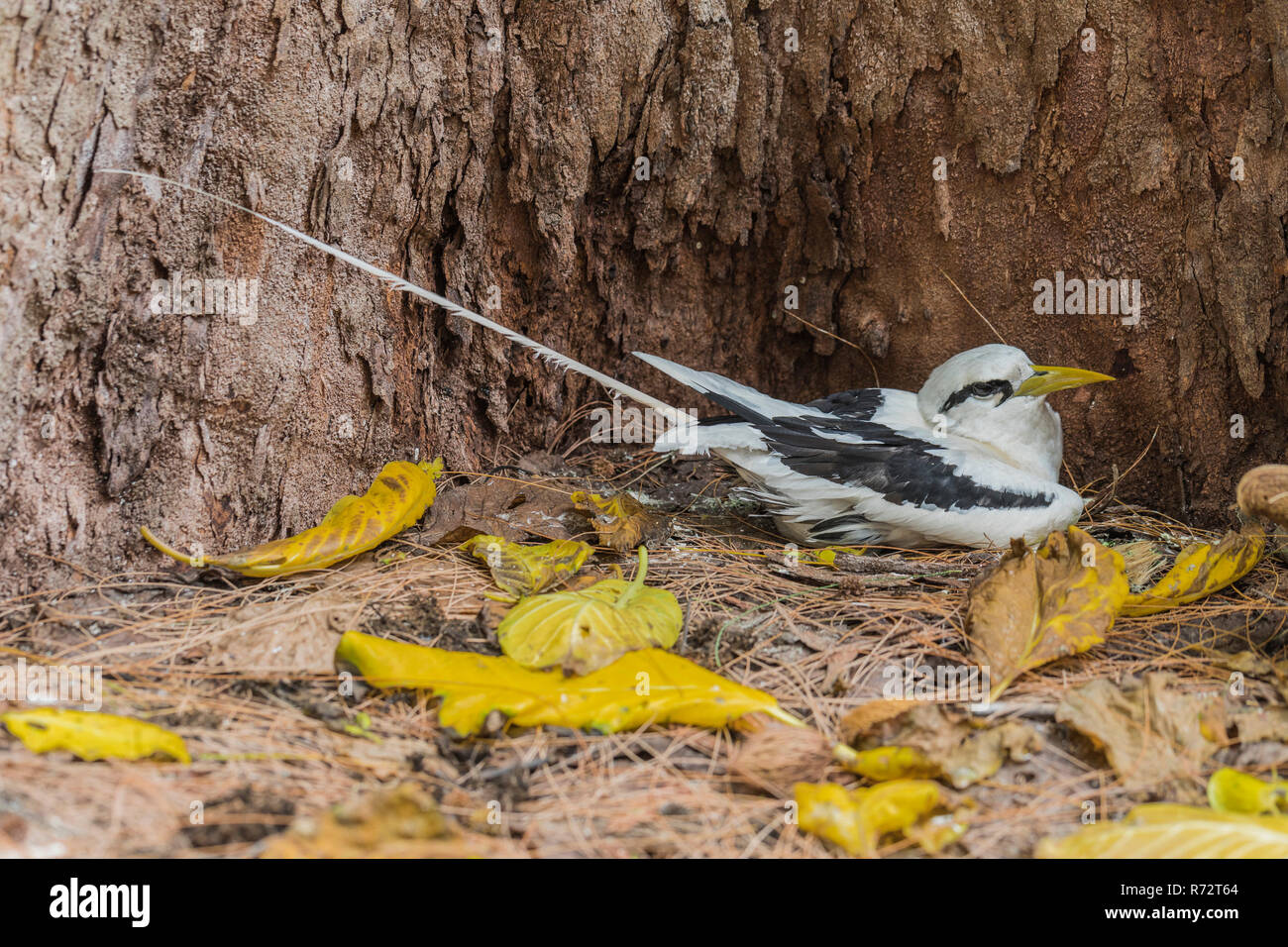 White-tailed tropicbird, (Phaethon lepturus), Bird Island, Seicelle Foto Stock