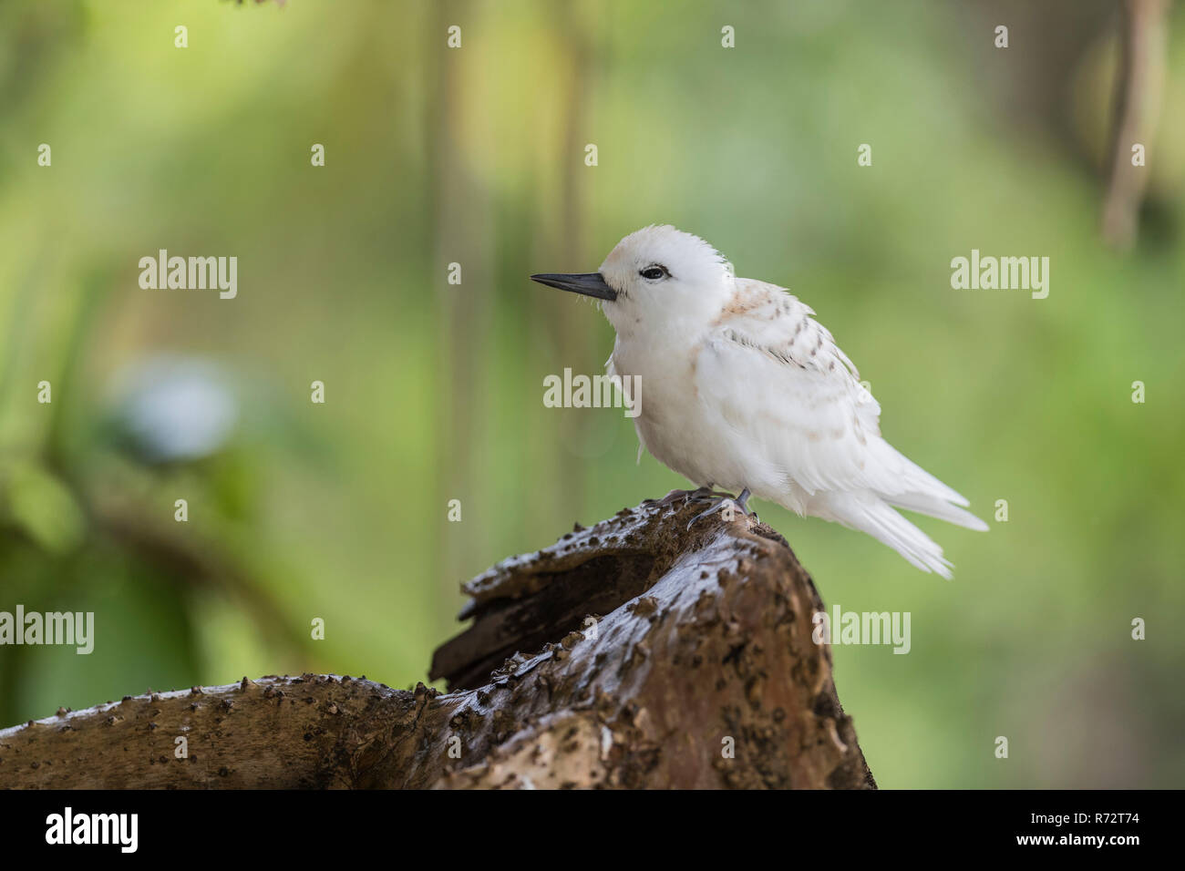 Bianco o tern Fairy Tern, (Gygis alba), Bird Island, Seicelle Foto Stock