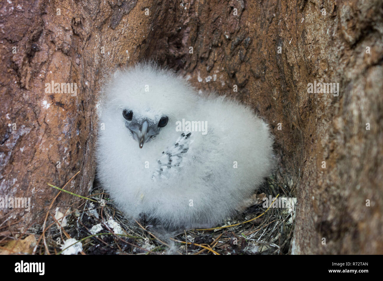 White-tailed tropicbird, (Phaethon lepturus), Bird Island, Seicelle Foto Stock